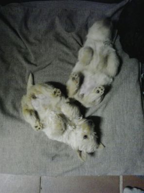 wheaten scottish terrier puppies for sale wheaten scottish terriers scotties for sale west rand dogs and puppies wheaten scottish terrier puppies for sale wheaten scottish terriers scotties for sale west rand dogs and puppies